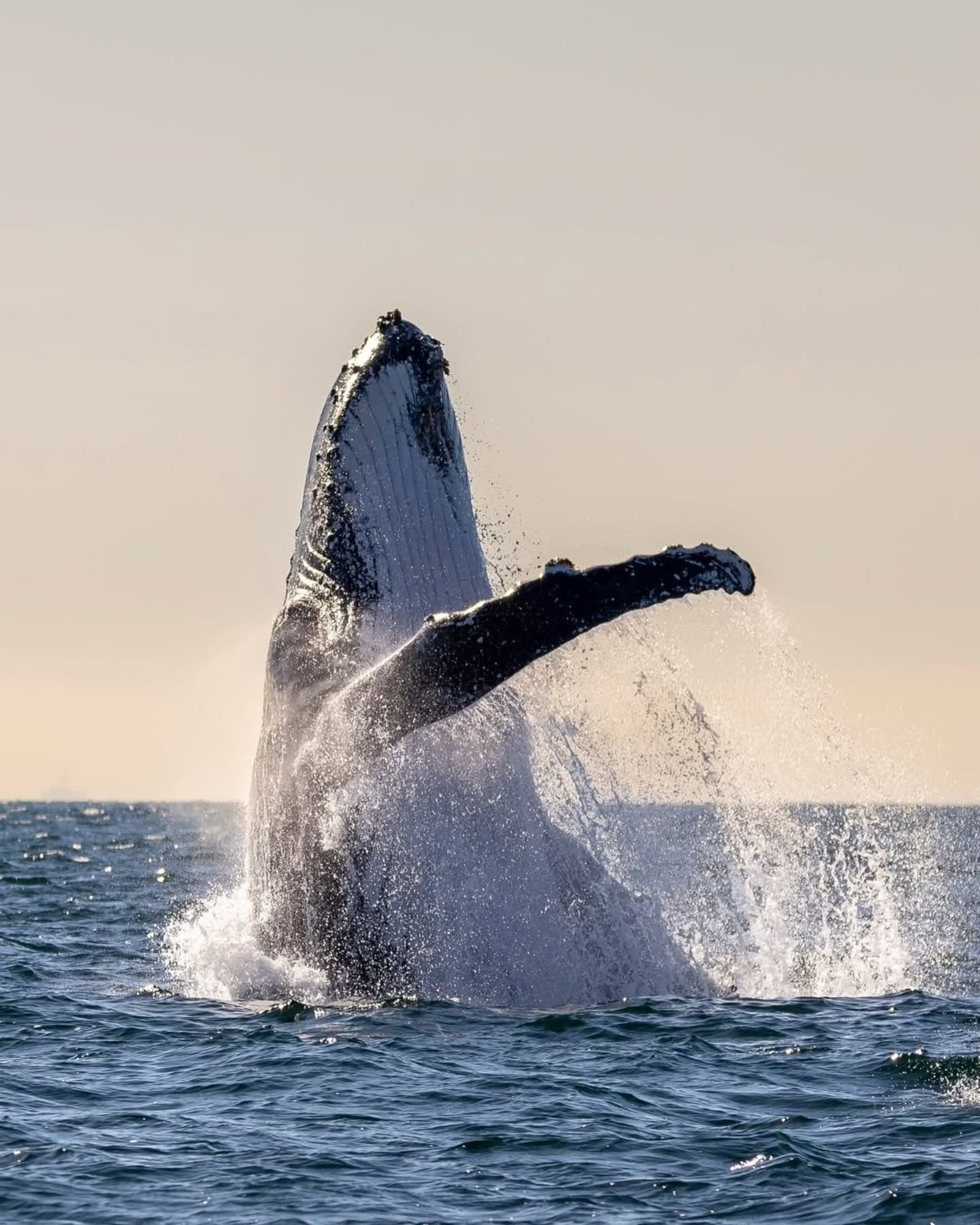 The New Migration | Humpback Whale Safaris in Kenya